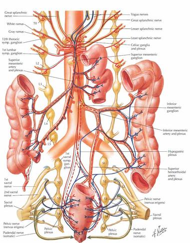 innervazione intestinale